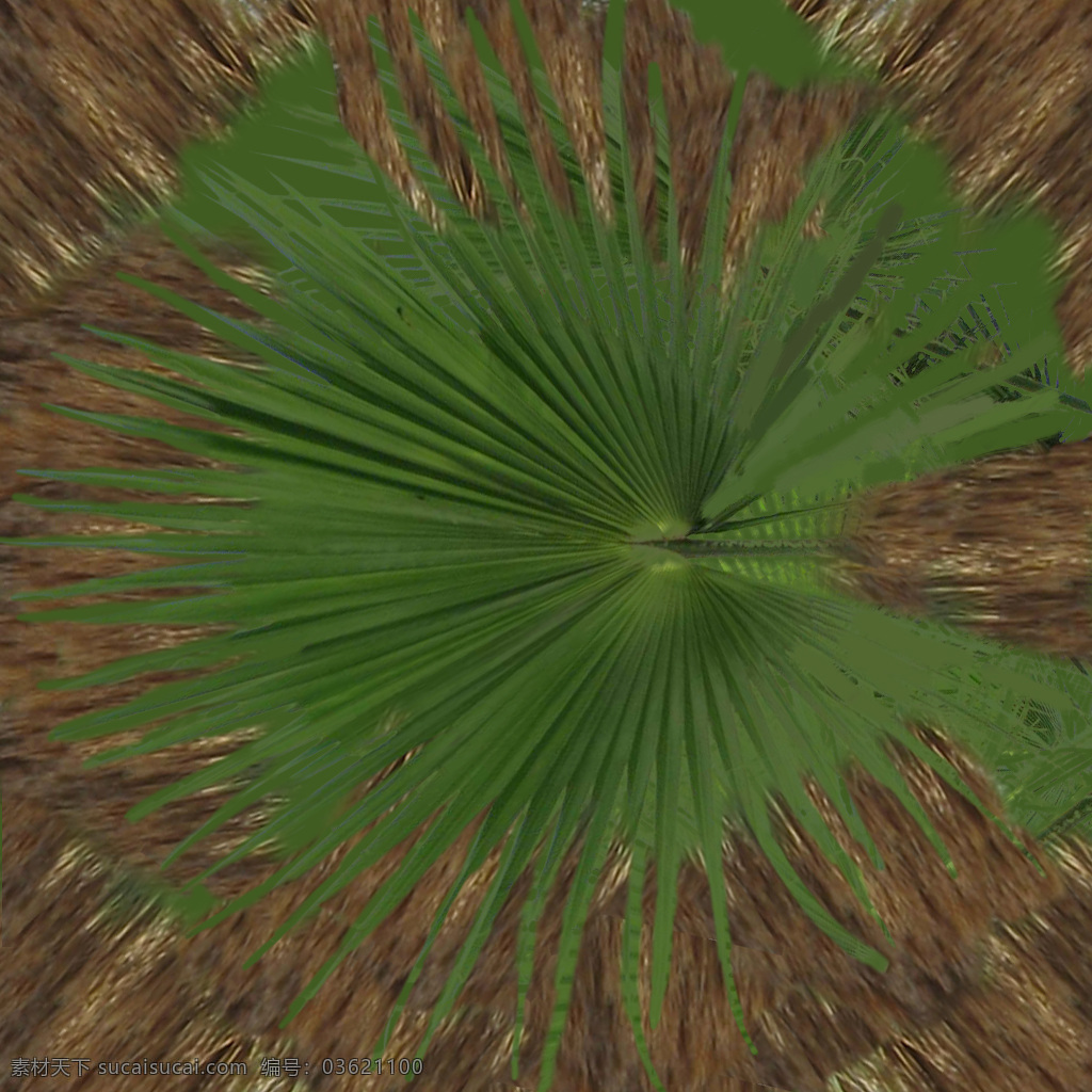 baileyana 棕榈科 copernicia 植物模型 蜡棕属 比利蜡棕 树木模型 3d模型素材 动植物模型