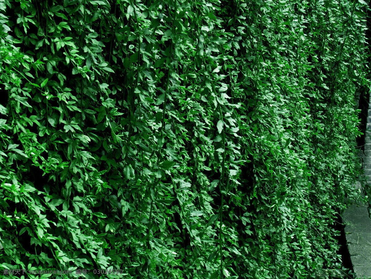 绿色植物 背景 墙 绿植墙 植物墙 绿化墙 绿叶墙 背景墙 装饰墙 植被墙 绿植背景 绿色背景 绿叶背景 植物背景墙 绿色植物墙 植物装饰墙 植物景观墙 绿植装饰墙 自然景观 自然风景