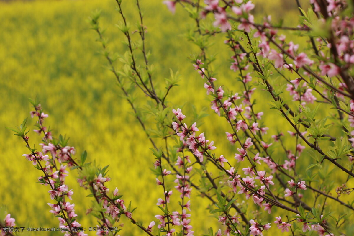 春花圖 桃花 油菜花 粉色花 金黃色花朵 花草 生物世界