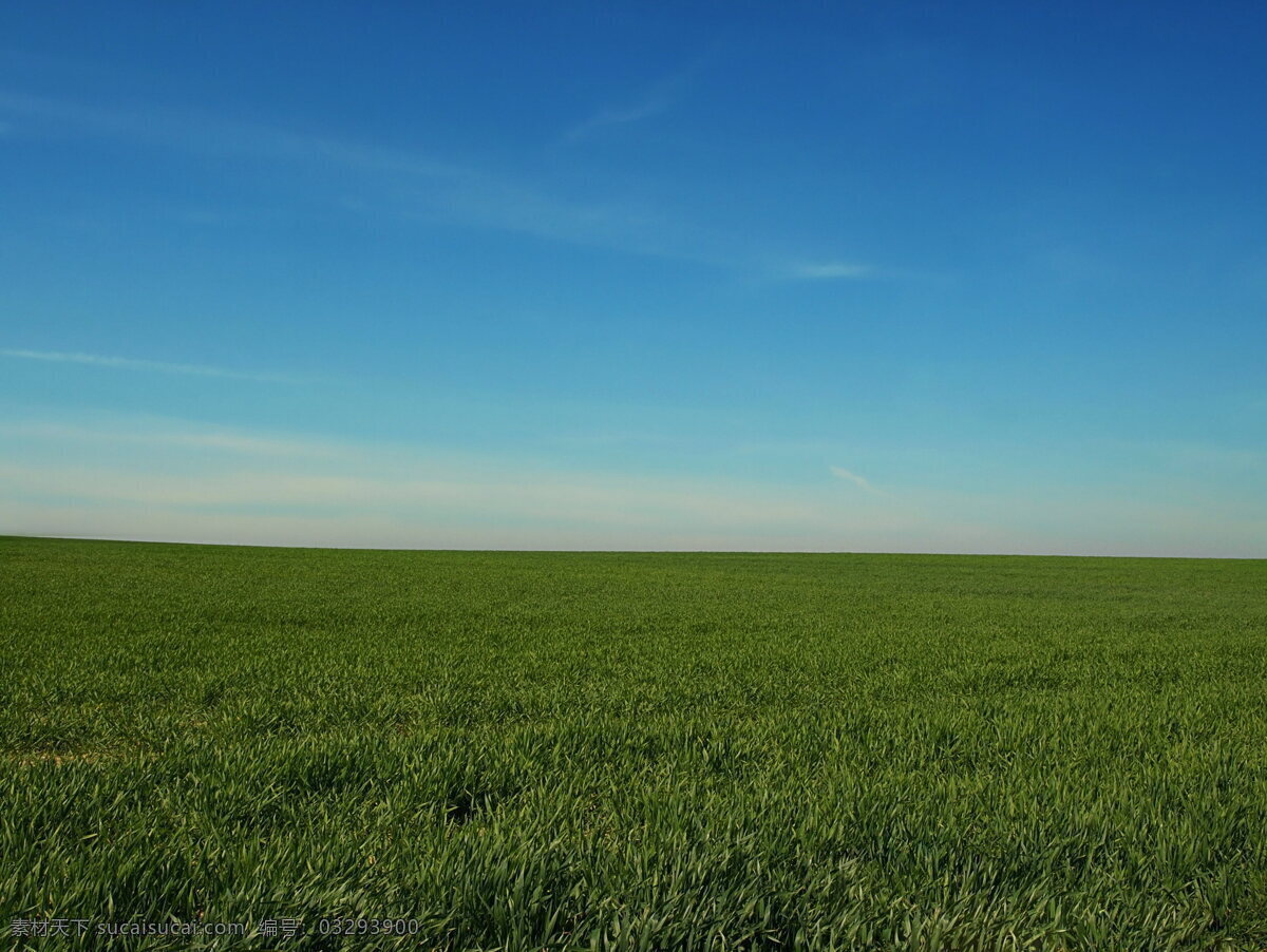 高清 绿色 稻田 风景图片 禾苗 水稻 稻苗
