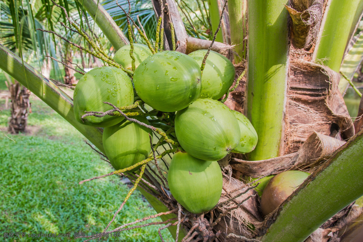 树上 清甜 椰子 树上的椰子 椰子树 椰汁 有机水果 绿色水果 生态农业 热带水果 海南水果 种植园 生物世界 水果