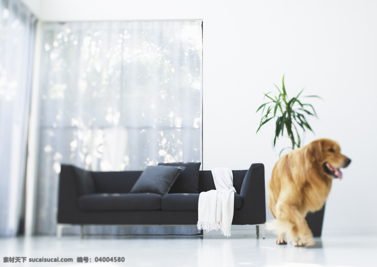 生活空间 宠物 沙发 室内素材 植物 家居装饰素材 室内设计