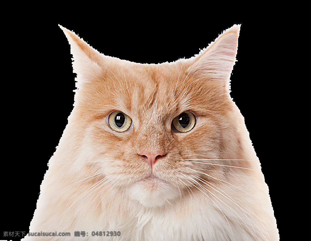 小黃貓元素 插畫 動物世界 卡通貓 貓貓圖片 貓咪圖片 生物世界 實物貓咪 小黃貓