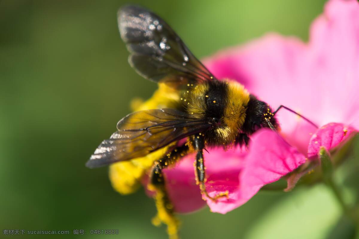 蜜蜂图片 蜜蜂 小蜜蜂 大蜜蜂 大黄蜂 飞舞 采蜜 花朵 花期 花瓣 动物 生物世界 昆虫