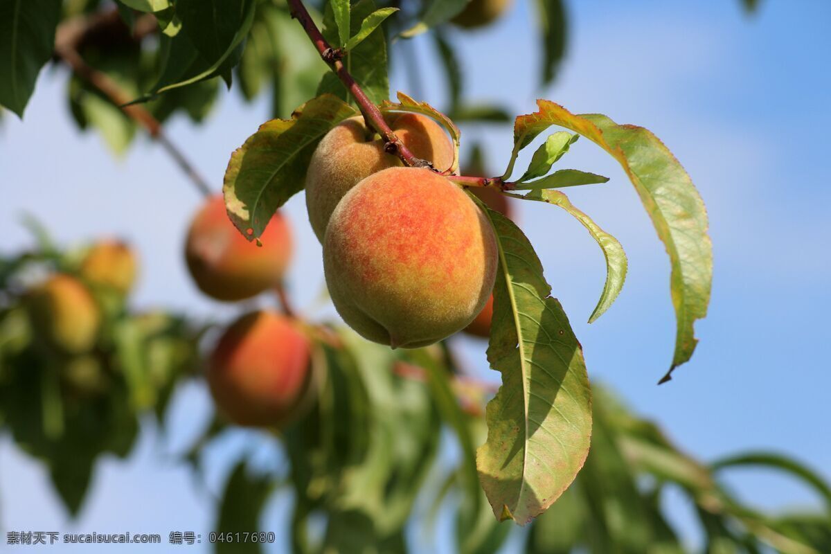 树枝 上 成熟 水蜜桃 蜜桃 桃子 有机蔬果 有机水果 绿色水果 果园 生态农业 种植业 生物世界 水果