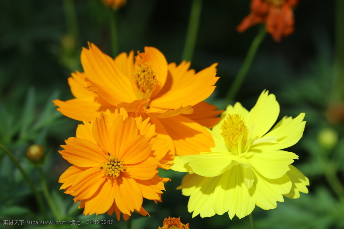 硫華菊 黃秋菊 黃花波斯菊 硫磺菊 黃芙蓉 花朵 花蕊 花瓣 花兒 植物 觀賞花卉 花卉 花草 園藝 園林景觀 綠化景觀 菊菊花 生物世界