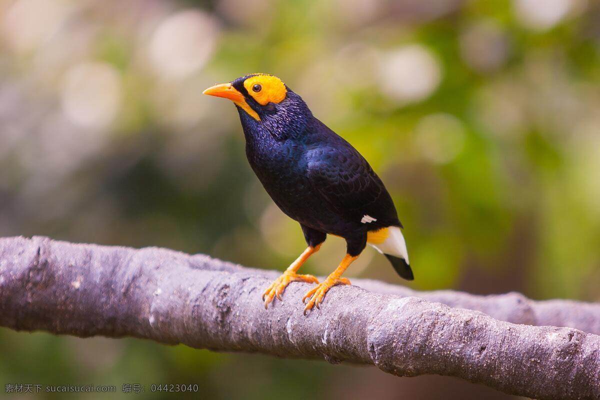 保护动物 鸟 色彩 鲜艳 可爱 风景 生物世界 鸟类