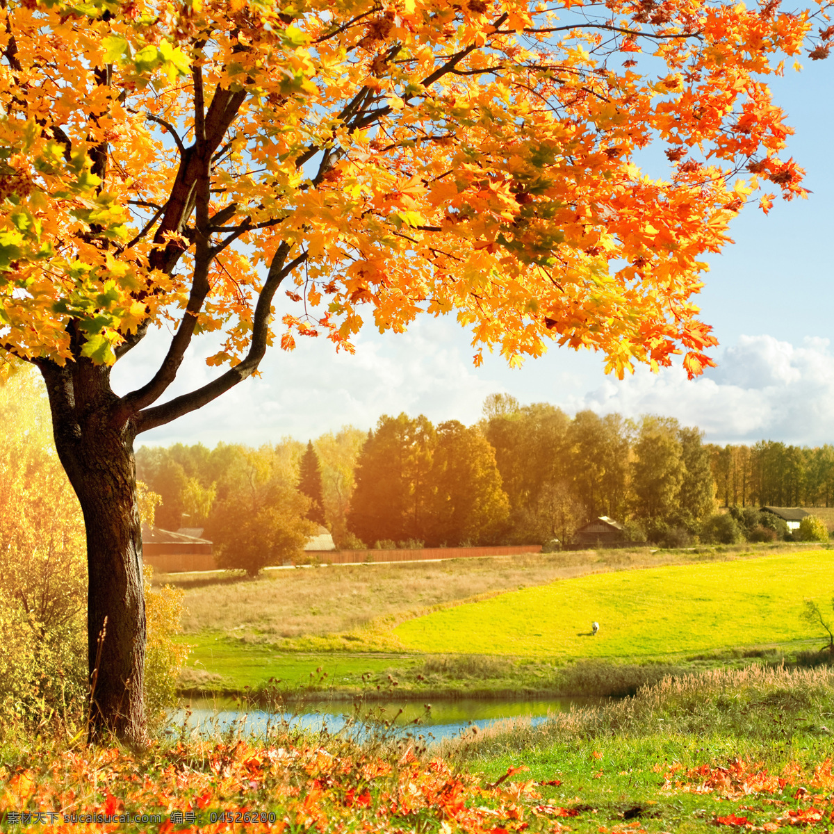 秋天树林 秋季 秋天 落叶 树叶 枫叶 红叶植物 枫树林 森林 小路 道路 自然 美景风景 大自然 秋天美景 树林 秋季唯美 壁纸 风景 自然风景 美景 自然美景 秋季风景落叶 自然景观