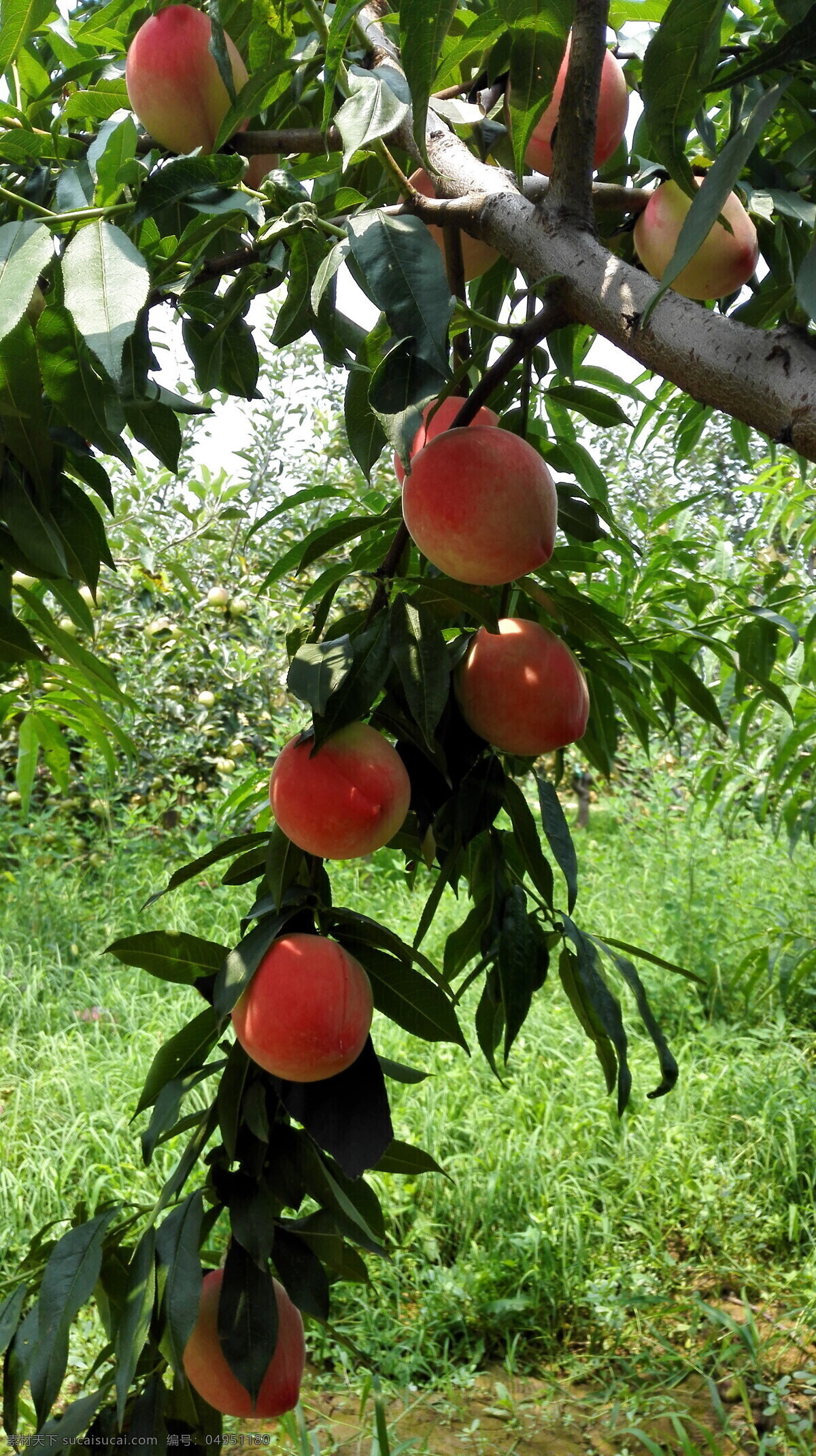 硕果累累 水蜜桃 桃子 红桃子 好吃的桃子 桃园 自然景观 山水风景
