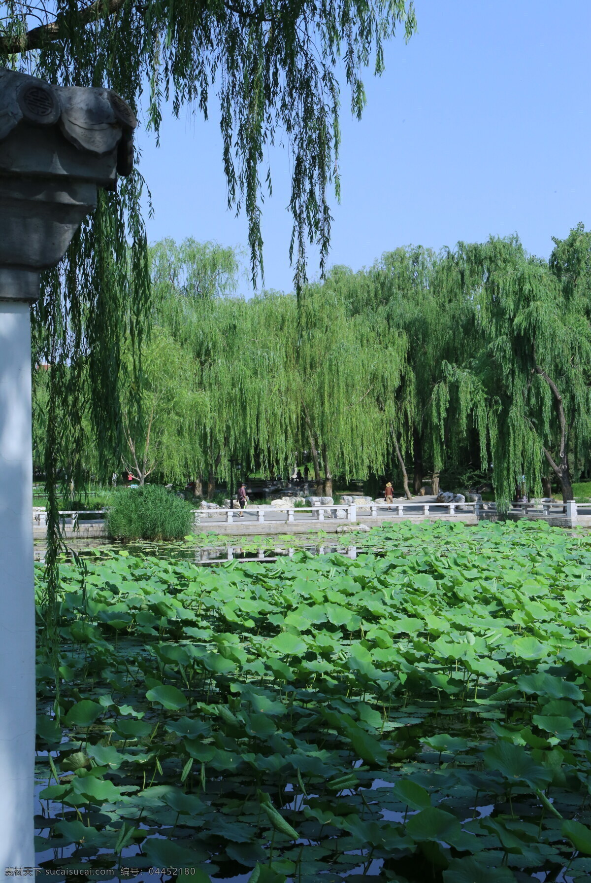公園風(fēng)景 園林風(fēng)景 湖水風(fēng)景 陶然亭風(fēng)景 垂柳 柳條 湖水 湖畔 倒影 植物 陶然亭美景 園林美景 公園美景 園林景觀 建筑園林 園林建筑