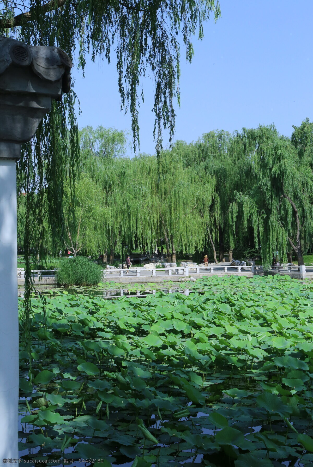 公园风景 园林风景 湖水风景 陶然亭风景 垂柳 柳条 湖水 湖畔 倒影 植物 陶然亭美景 园林美景 公园美景 园林景观 建筑园林 园林建筑