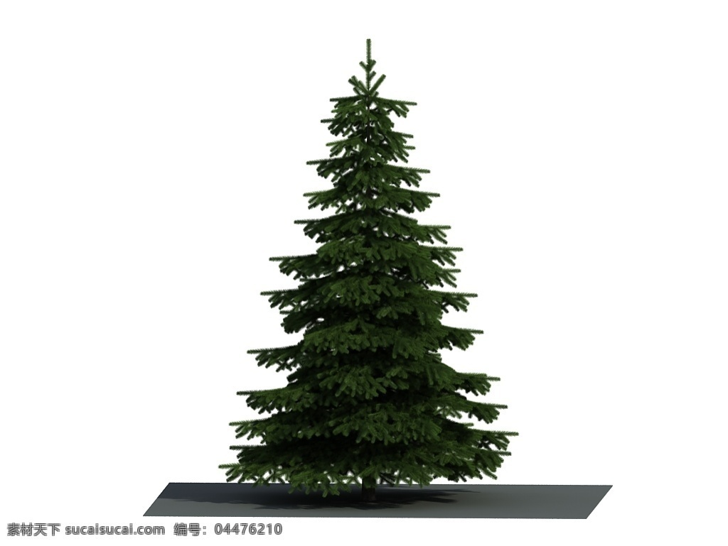 绿色 圣诞树 冬天 冷杉 针叶树 3d模型 白底