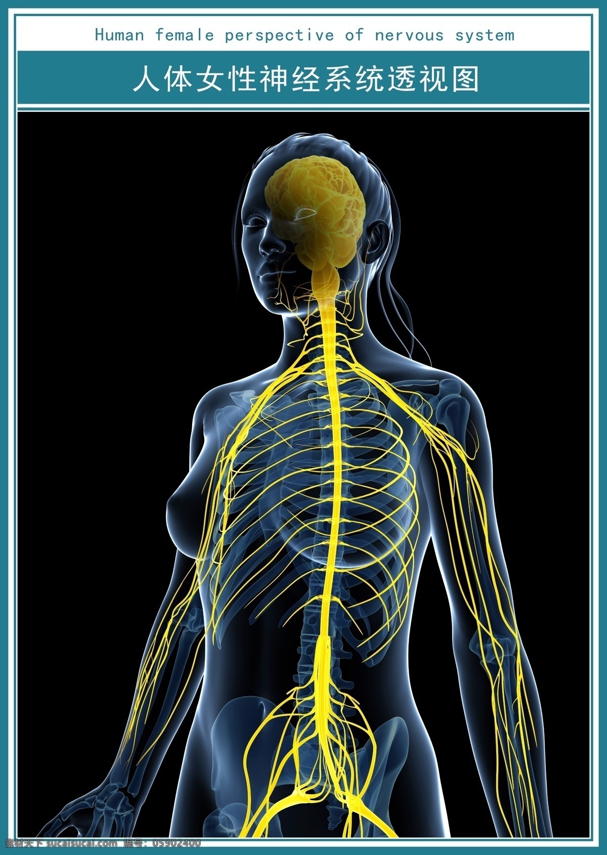 人体 女性 神经系统 透视图 现代 医学 展板 神经 系统 超清图 展板模板
