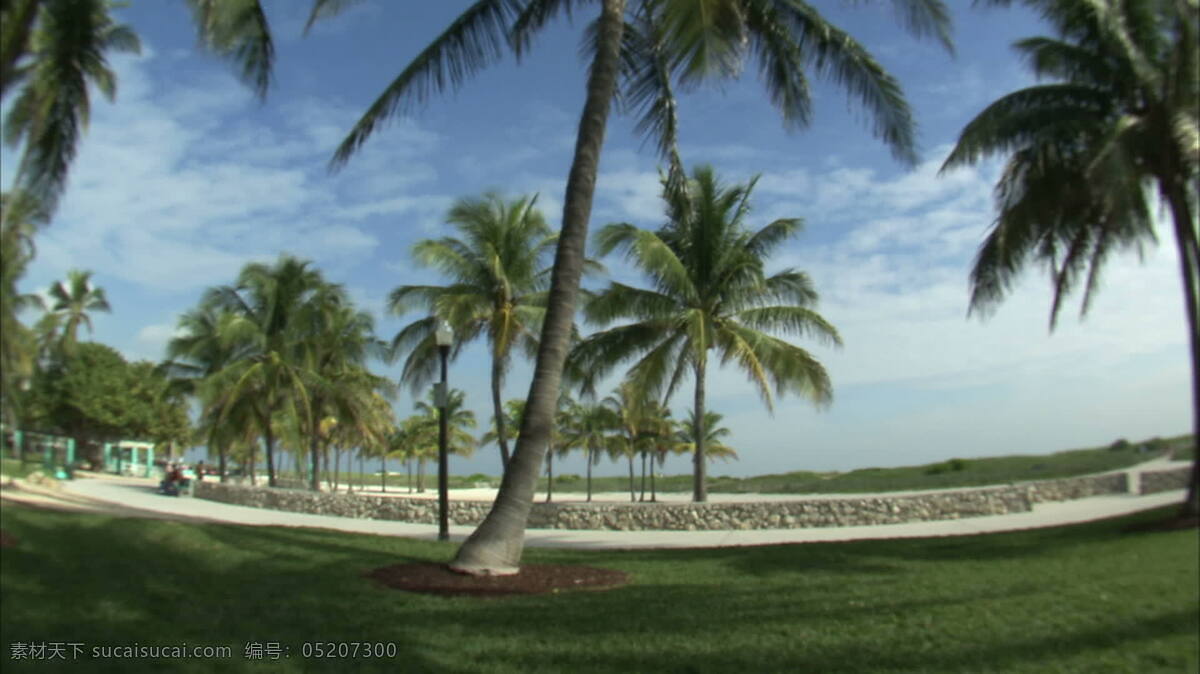 棕榈树 蓝天 股票 视频 广角镜头 海滩 太阳 天空 阳光明媚 迈阿密 佛罗里达州 hd dvcpro obj0000b545 棕榈 热带天堂 人行道 平移 其他视频