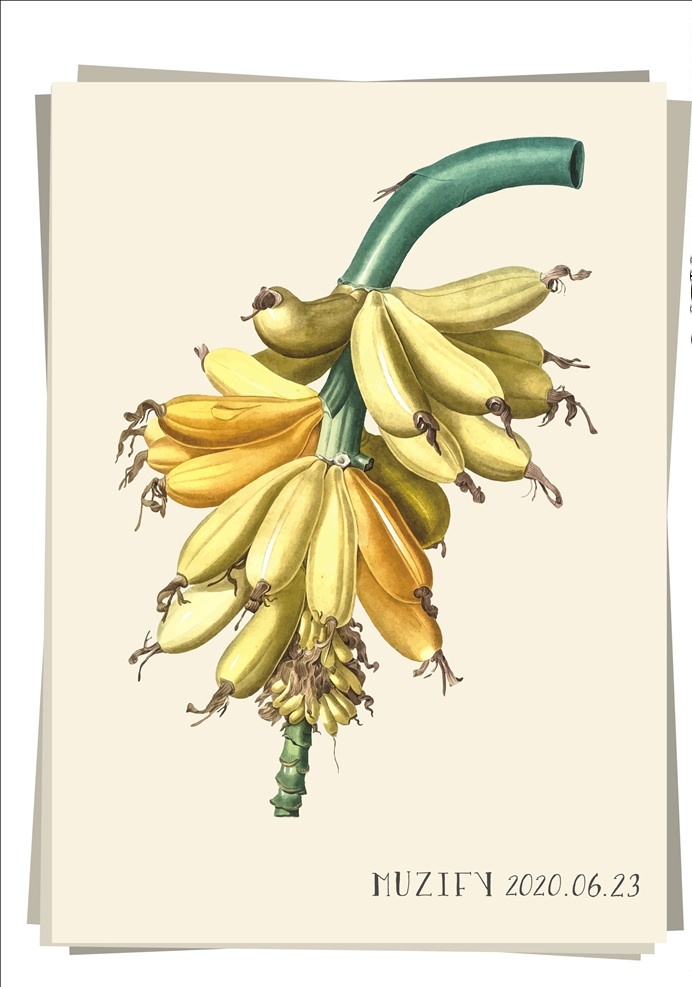 香蕉 水果图鉴 智慧之果 水果 黄色 芭蕉科 芭蕉 花卉 植物图鉴 生物世界