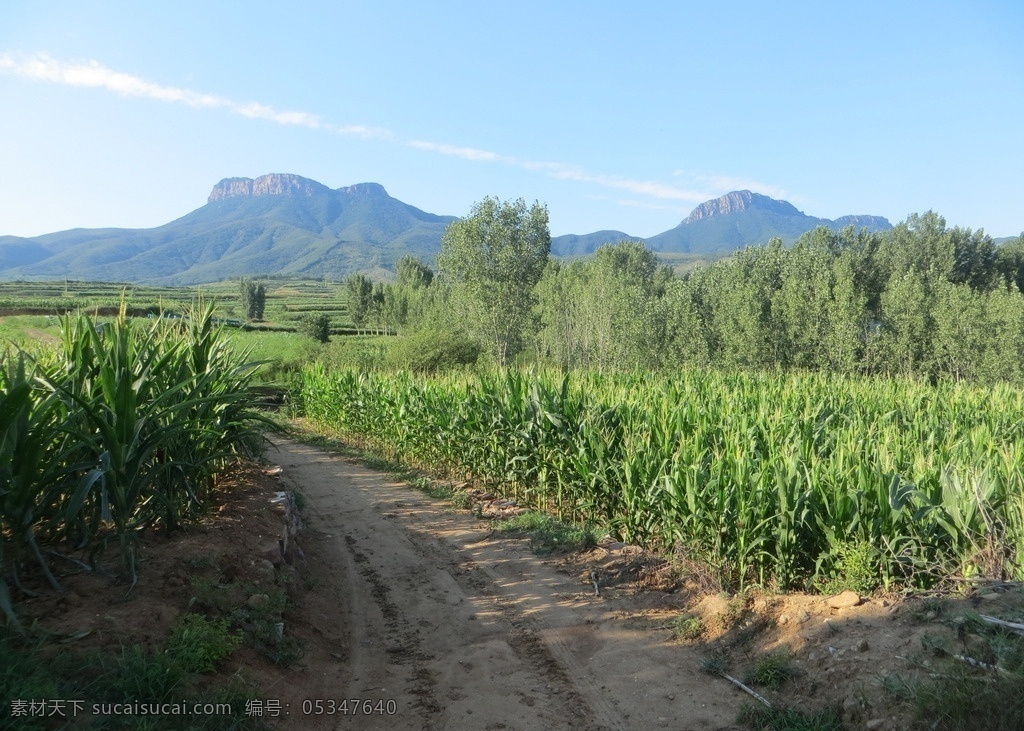 登封 馬鞍山景色 嵩山 馬鞍山 黃城故城 鄉(xiāng)間道路 農(nóng)田 玉米地 樹(shù)林 登封風(fēng)光 自然景觀 田園風(fēng)光