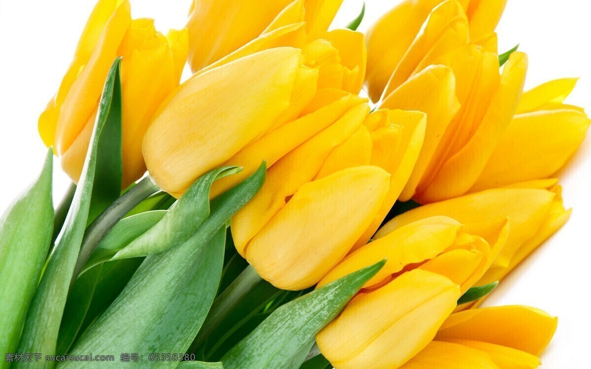 黄色 郁金香 黄色花朵 花束 郁金香花 鲜花 黄花 花枝 花朵 花卉 植物 生物世界 花草