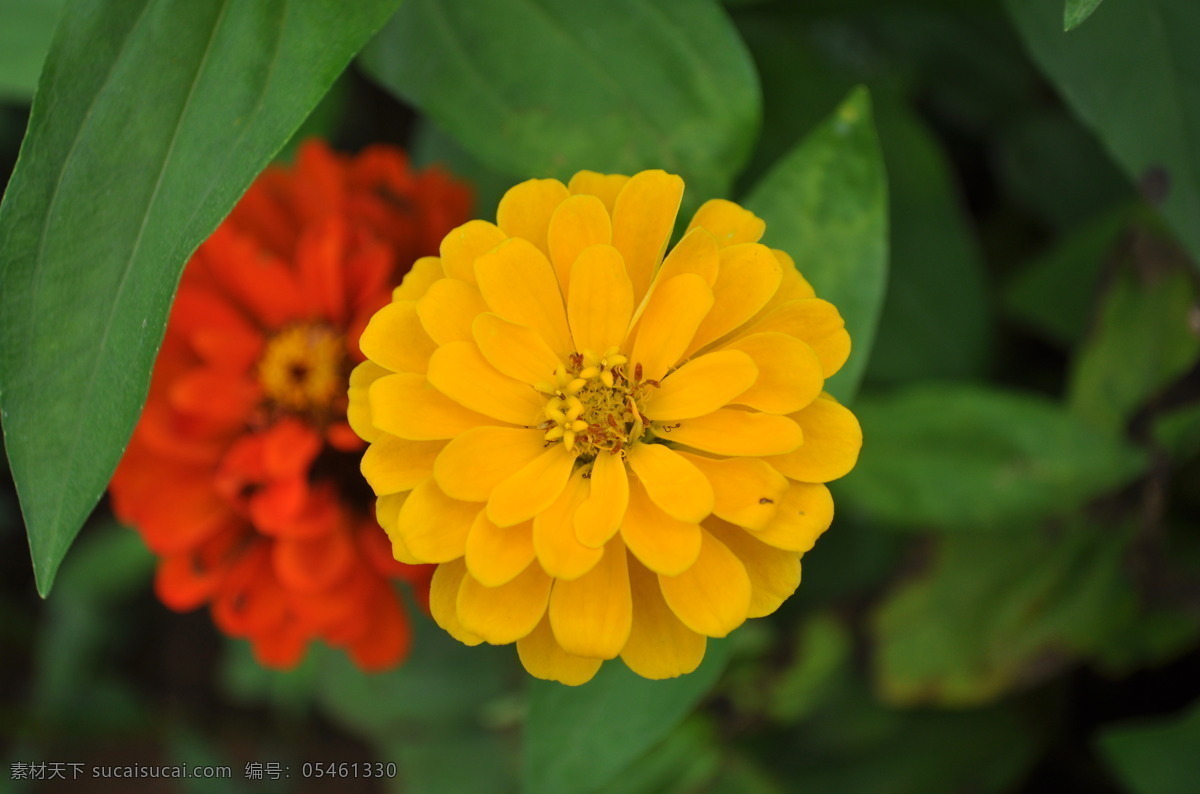 菊花 花卉 鮮花 藝菊 名花 花草 花朵 八瓣梅 波斯菊 格?；?大波斯菊 名貴觀賞花卉 唯美 景物攝影圖片 生物世界
