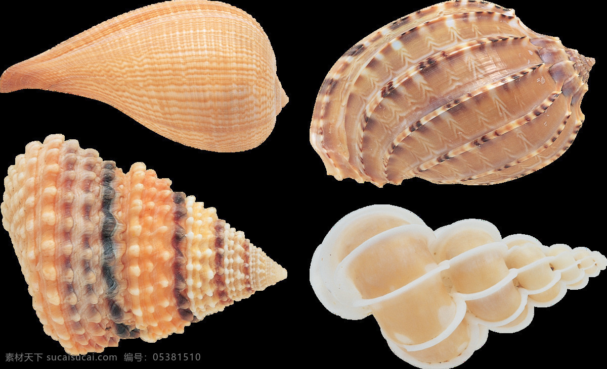 四 种 漂亮 贝壳 免 抠 透明 图 层 海螺简笔画 海螺摄影 贝壳素材 贝壳海星 失量图贝壳 动物的海洋 海洋动物图片 海边贝壳 沙滩海螺 贝壳海螺