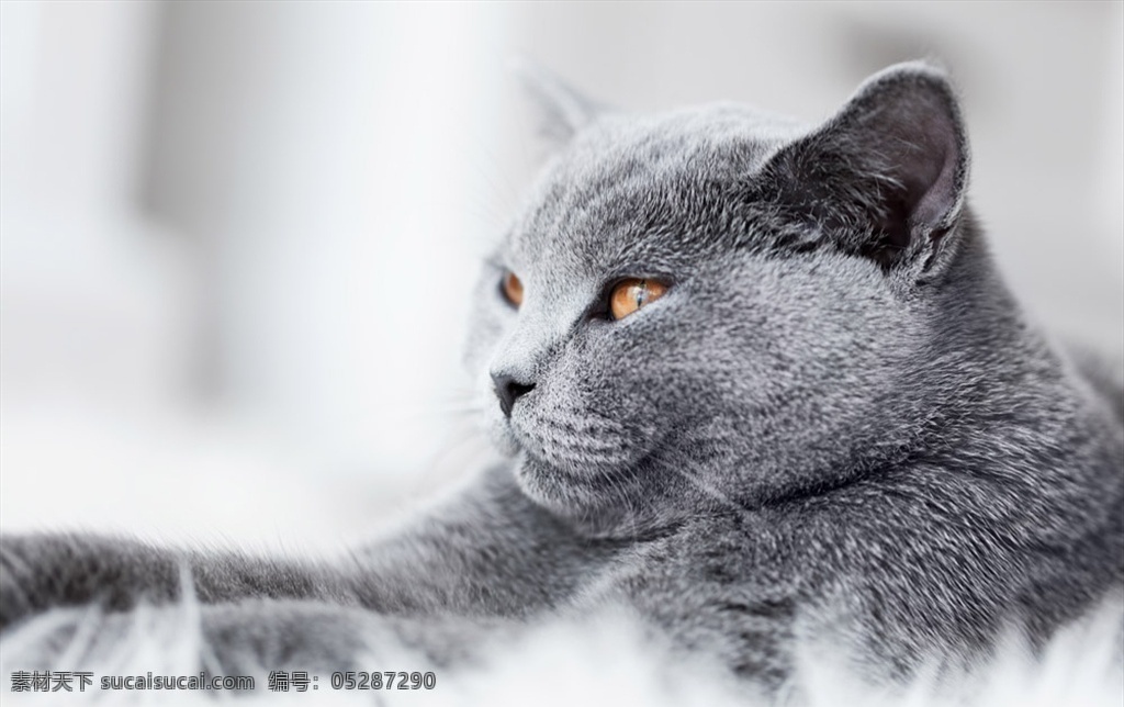 趴在 地毯 上 灰色 猫咪 特写 高清 猫 慵懒 动物 宠物 可爱动物 灰色小猫 猫科动物 高清图片 生物世界 家禽家畜