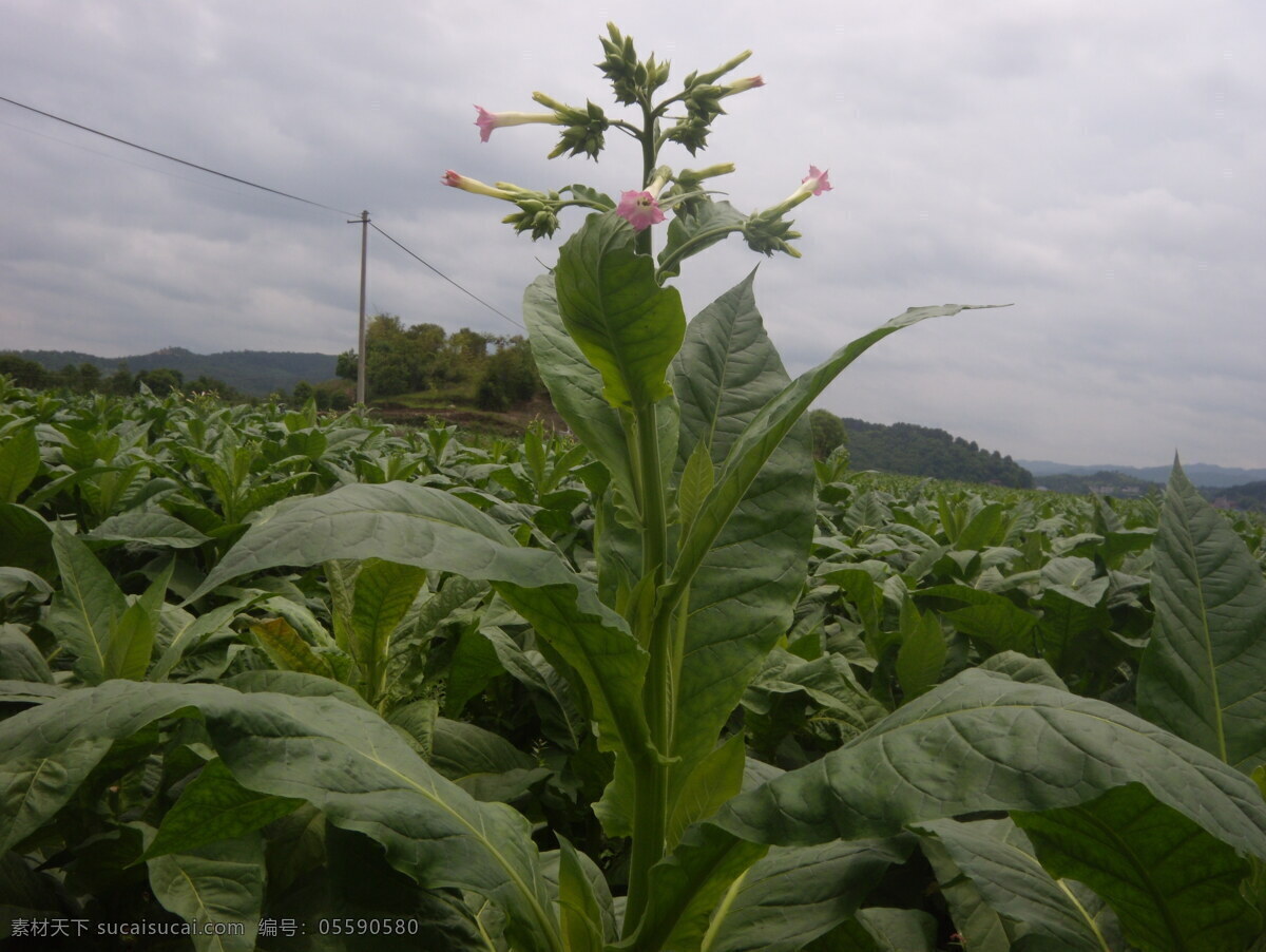 煙草花 煙草 旺盛 綠油油 金雞獨(dú)立 煙葉 花草 生物世界
