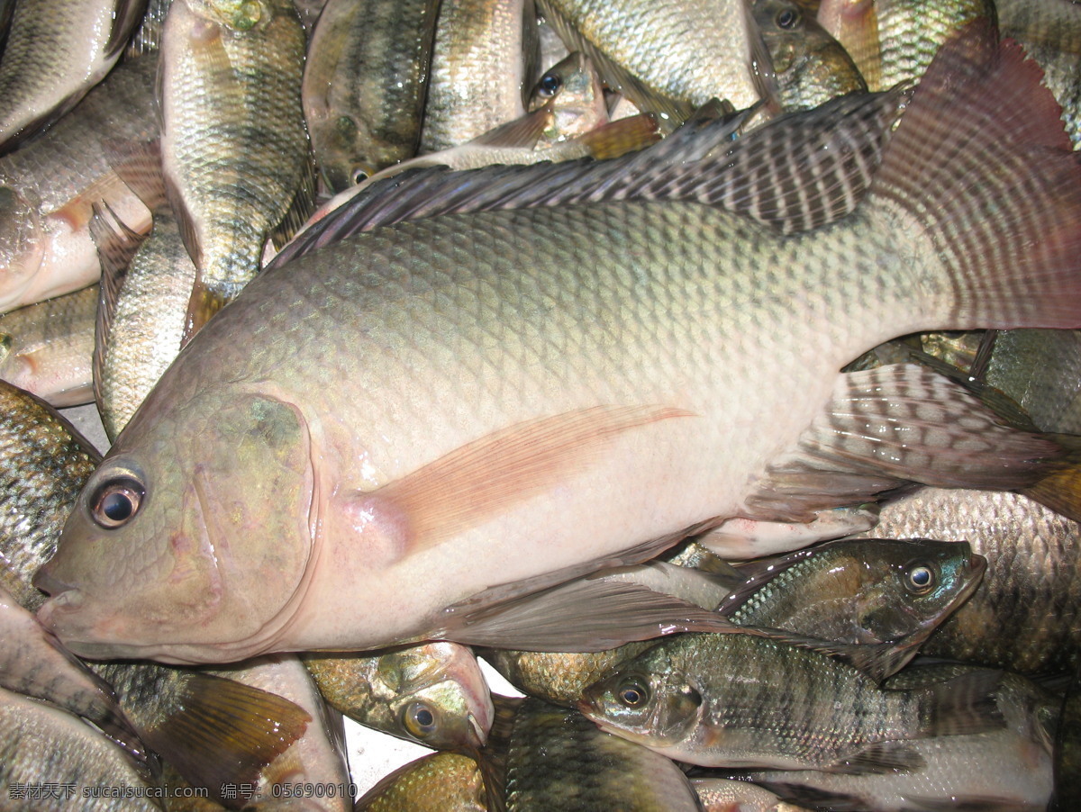 非洲鯽魚 鯽魚 羅非魚 魚 南鯽 越南魚 吳郭魚 福壽魚 釣魚 漁獲 大羅非 生物世界 魚類