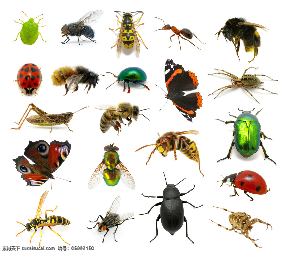 动物 陆地动物 生物世界 昆虫 昆虫合集 蜜蜂 齐心瓢虫 甲壳虫 蝴蝶 蜘蛛 蚂蚁 蚱蜢 各种昆虫 昆虫世界 白色