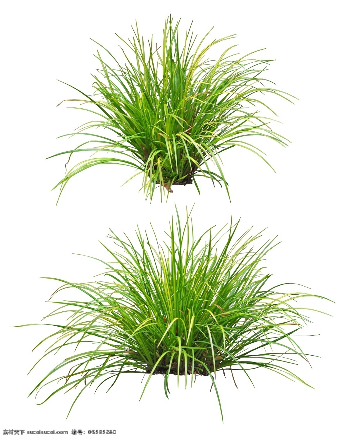 園林植物 景觀綠化 植物 花卉 綠化樹種 園林景觀 環(huán)境設(shè)計 園林設(shè)計