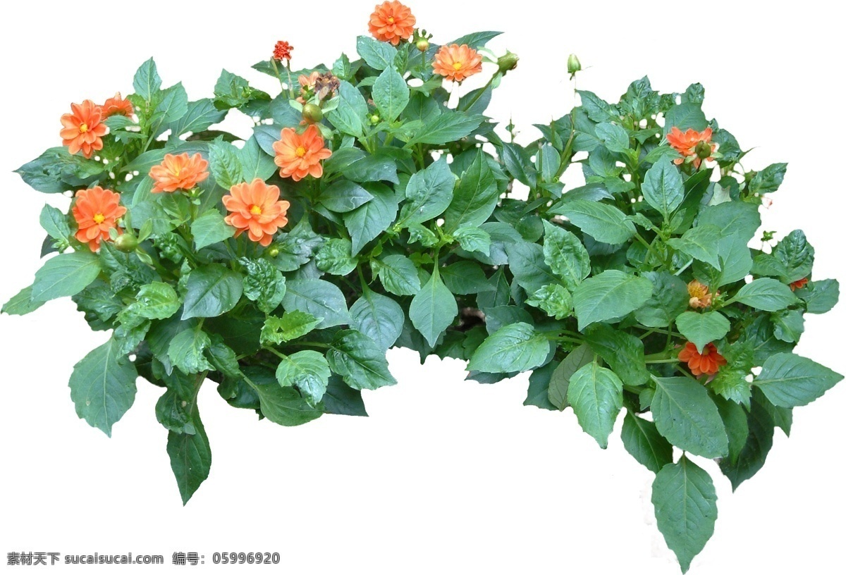 灌木叢 帶 通道 tiff 圖 灌木 花盆 花卉 盆景 綠色植物 商業(yè)素材 后 花草樹(shù)木 植物后期素材 園林 綠化 室外后期素材 景觀后期素材 園林綠化 景觀設(shè)計(jì) 高質(zhì)量貼圖 高清貼圖 3dmax 貼圖 3d素材 材質(zhì)貼圖 三維素材 max素材 素材貼圖 后期貼圖素材 3d 材質(zhì) 圖片庫(kù)