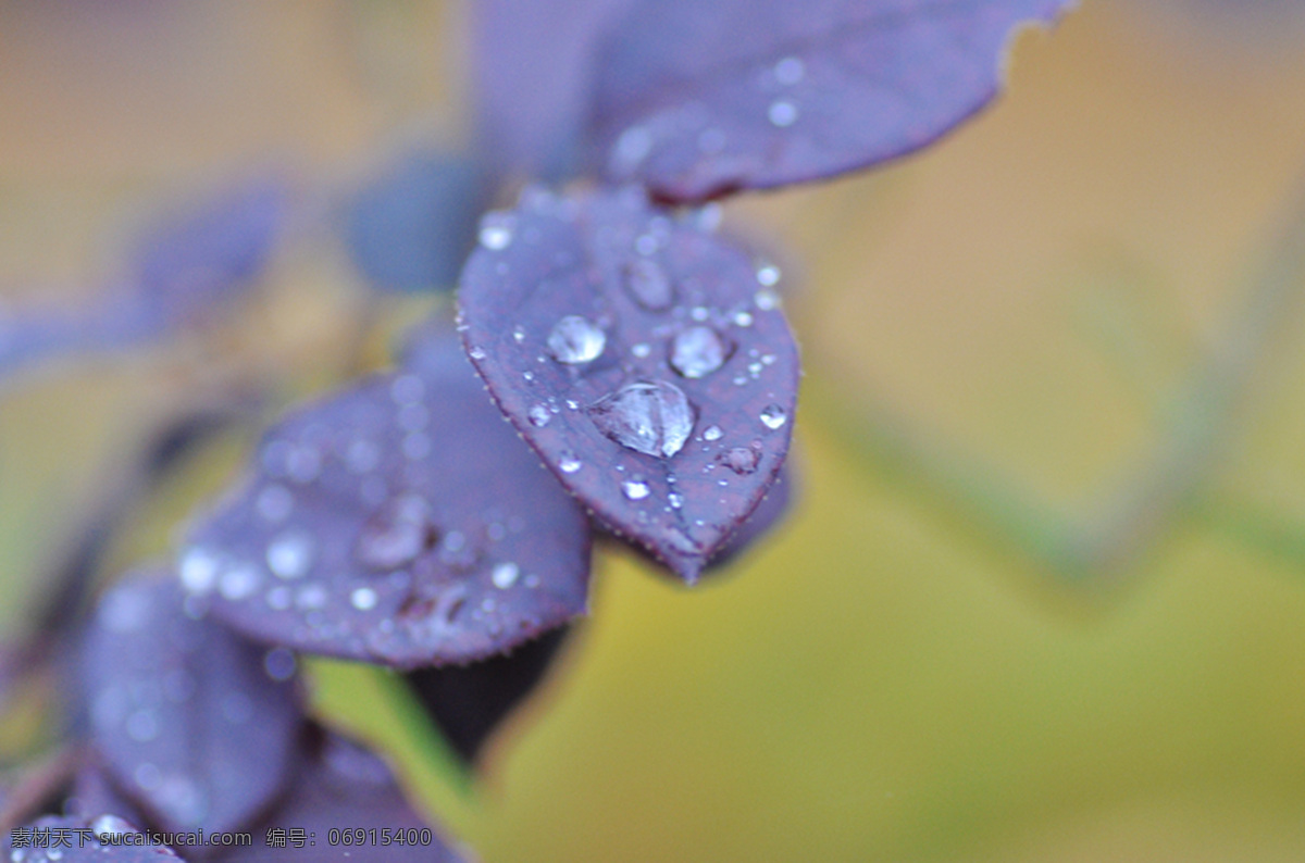 微观世界 紫 蓝色 叶子 水珠 微观 紫蓝色叶子