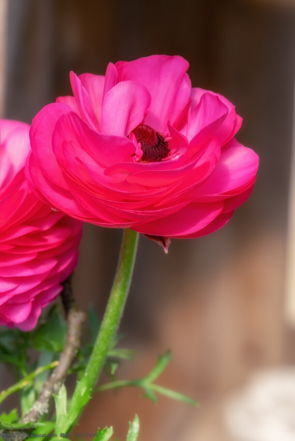 毛茛 春天 粉红色 花瓣 4k 超 清 花 4k超清图片 植物 壁纸 大自然 4k图 动植物 3d设计 3d作品