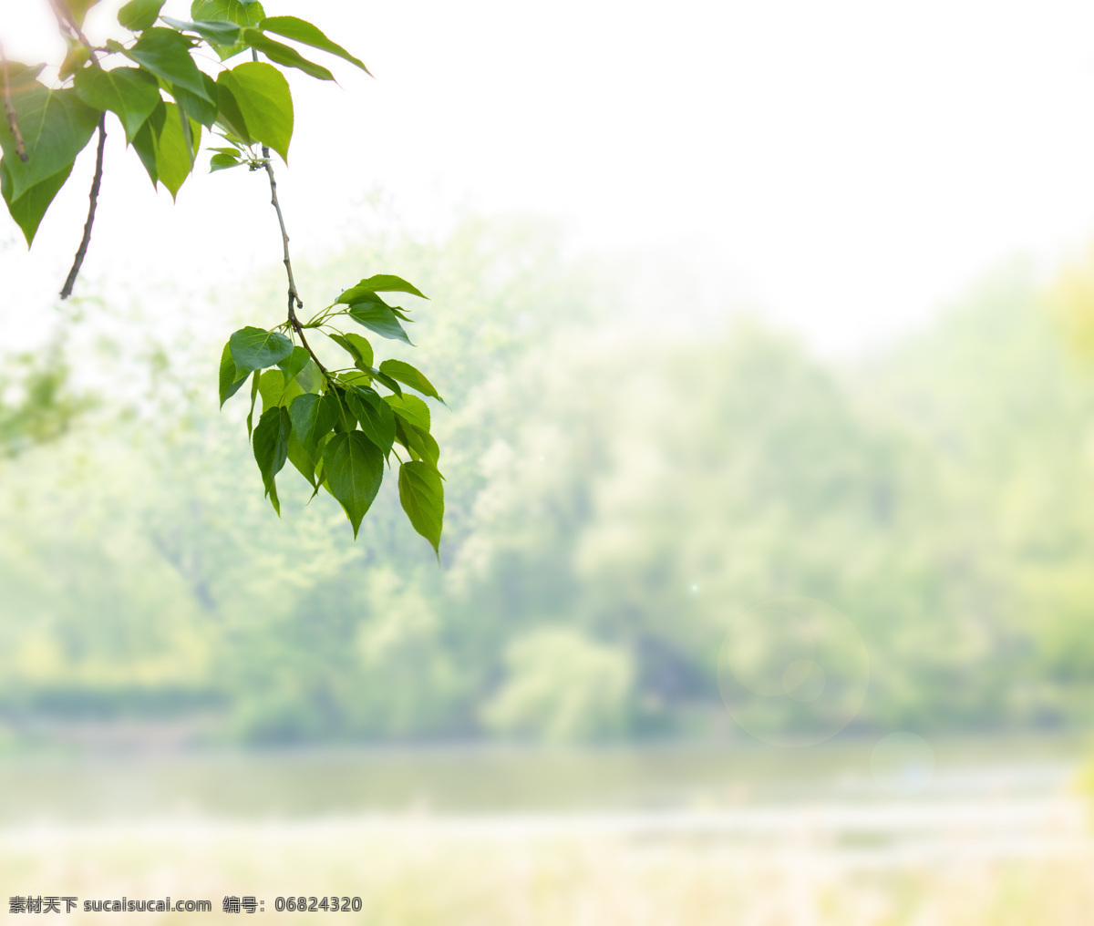 春天 绿色植物 叶子 河岸 高清 图 摄影图 自然景观 自然风景