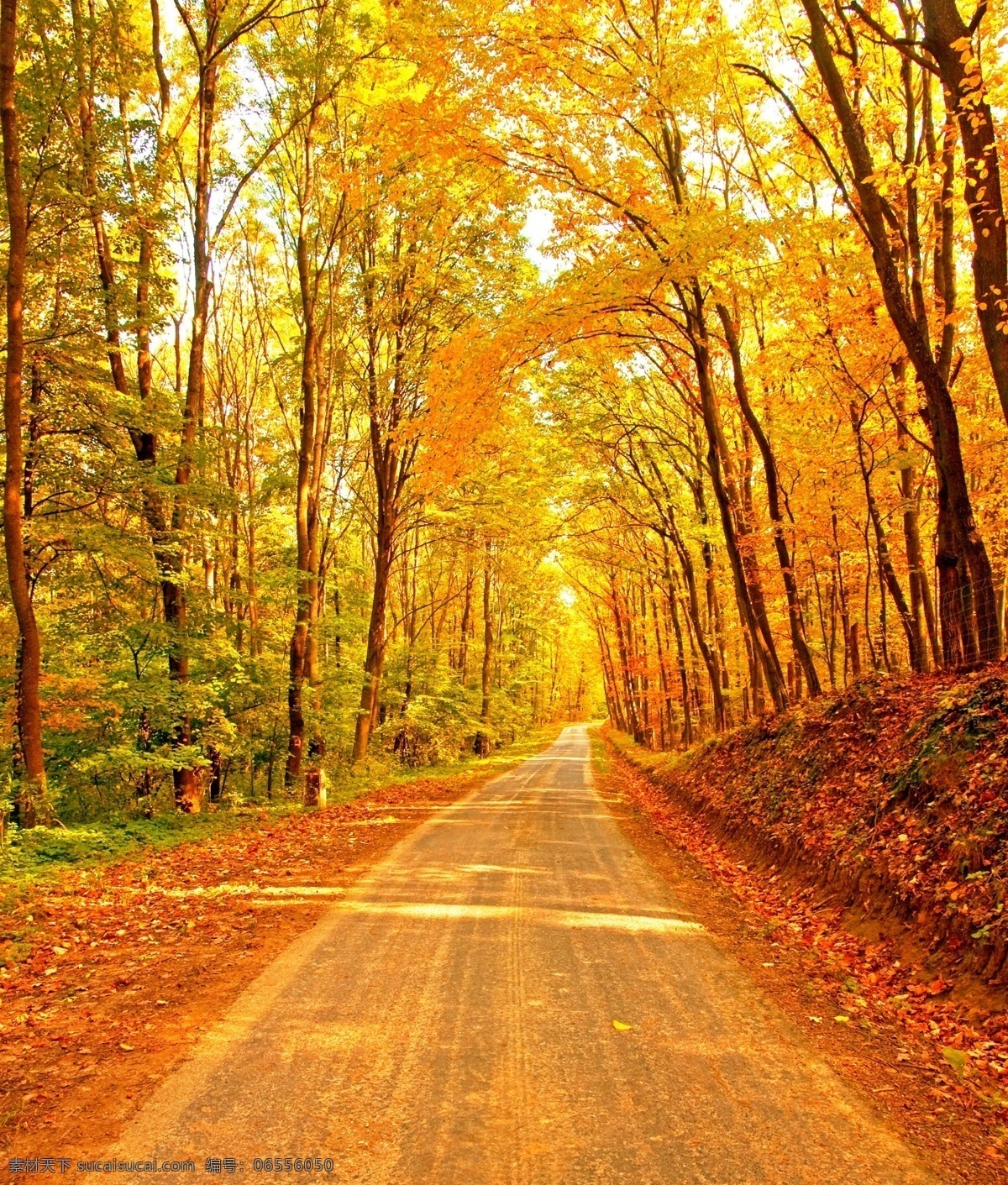 黄金大道 树叶 树林 小路 黄叶 落叶 秋季 公路 自然风景 自然景观