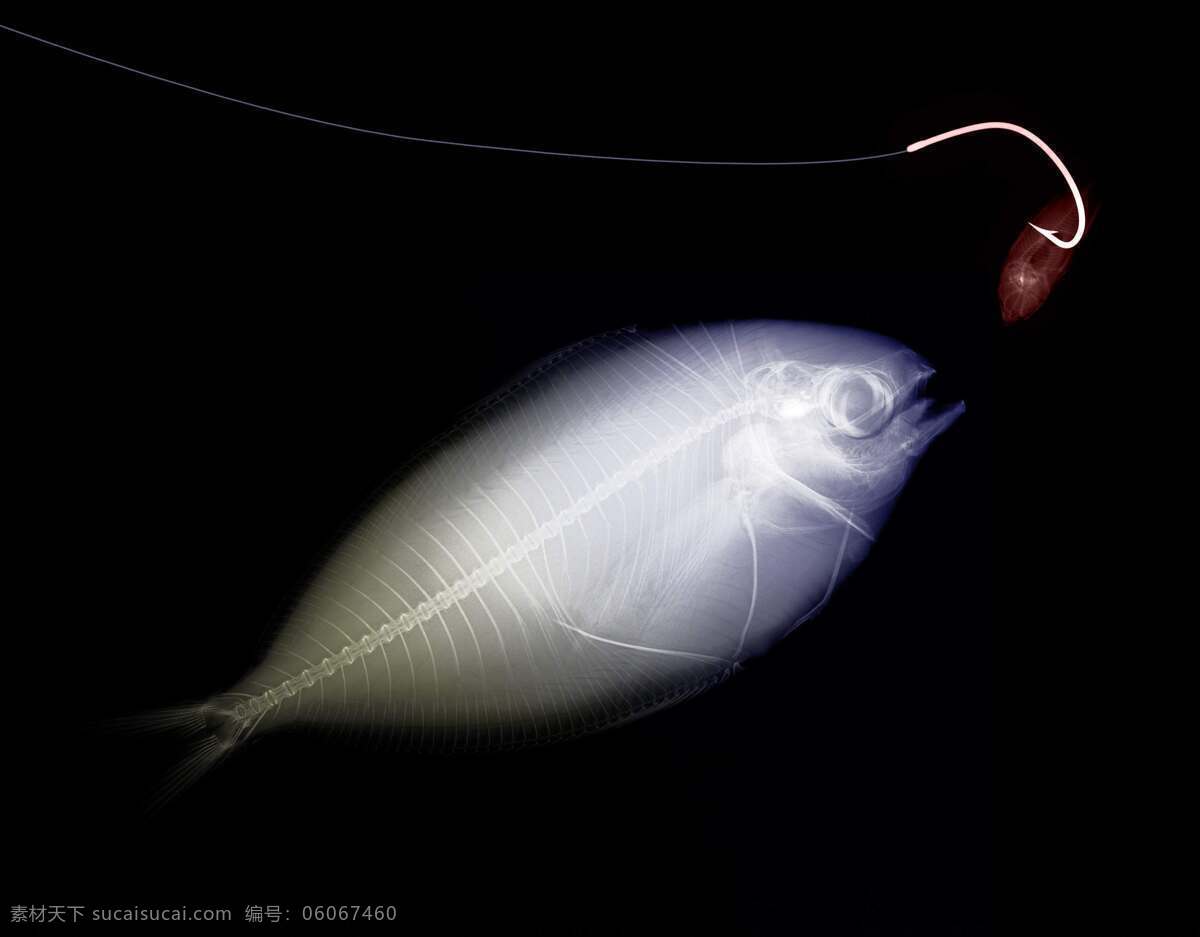 生物科学 实验 科学研究 钓鱼 科技图片 现代科技