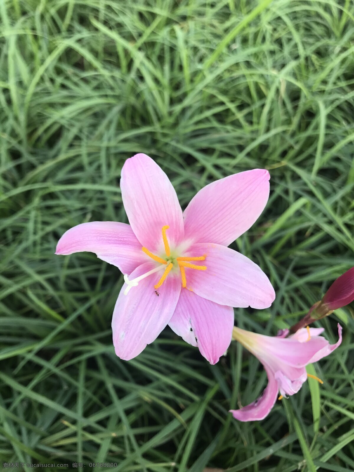 花卉 野花 自然 韭蘭 花韭 花朵 鮮花 韭蓮花 風(fēng)雨花 旱水仙 紅玉簾 觀賞花卉 紅花韭蘭 植物花草 生物世界 花草