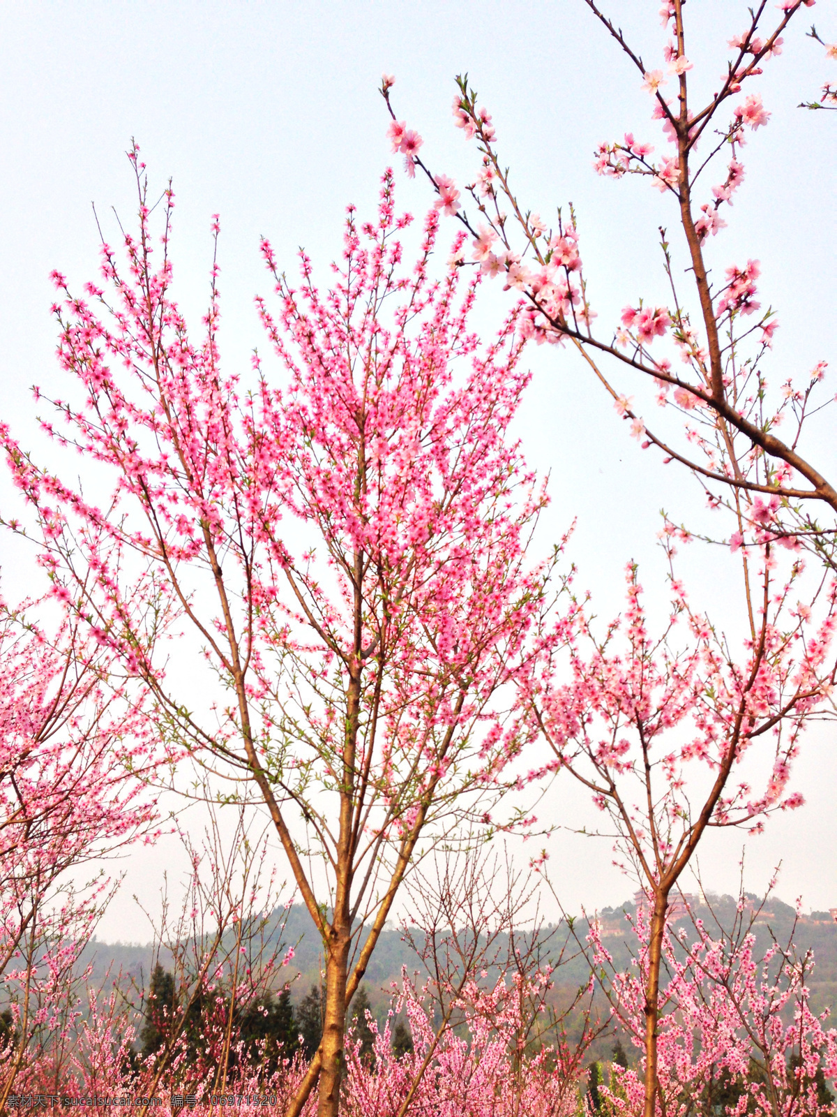 桃花 林 春天 粉紅 花草 生物世界 桃花林 桃樹 植物 psd源文件