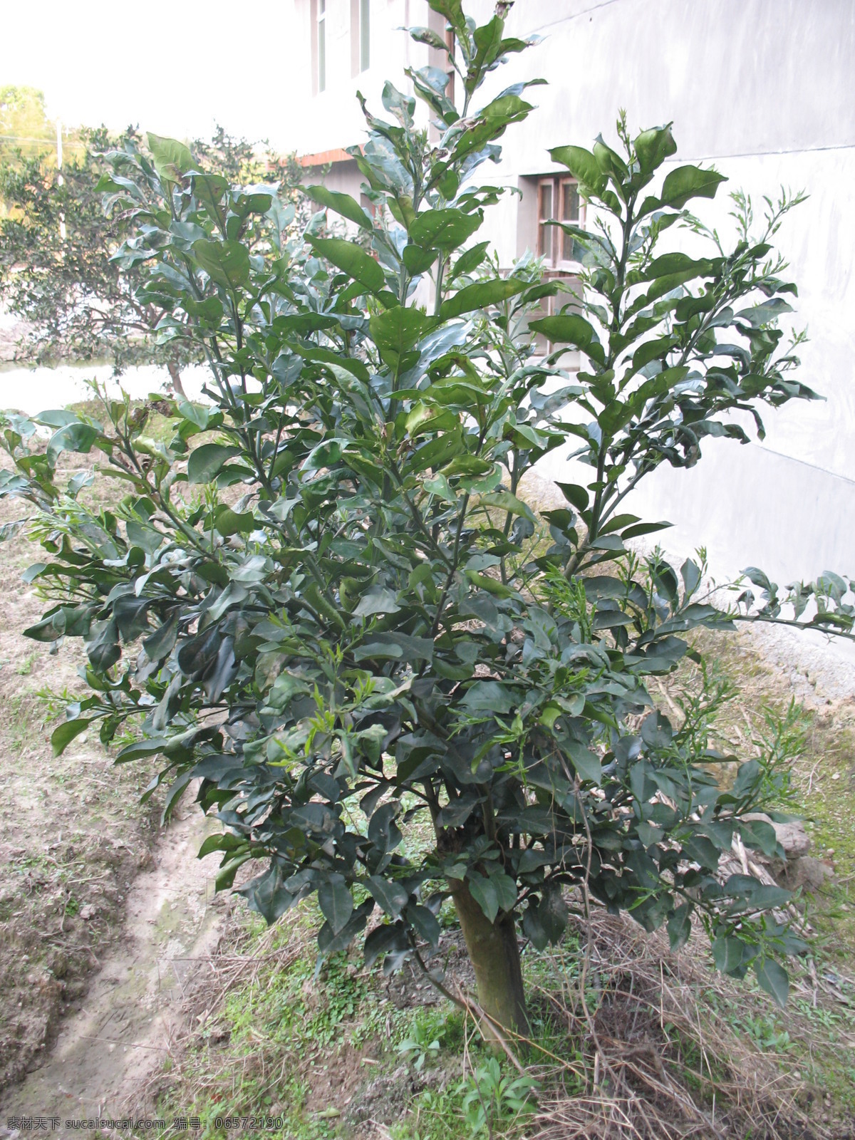 桔子树 蜜桔树 橘子树 橙树 柚子树 果树 树 种植 植物 农作物 水果 田园风光 自然景观 白色