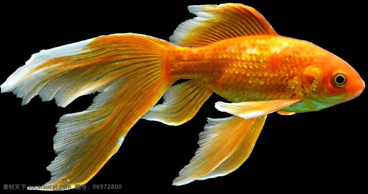 体态 优美 红色 金鱼 透明 金色 鱼类 生物 海洋动物 透明素材 免扣素材 装饰图片