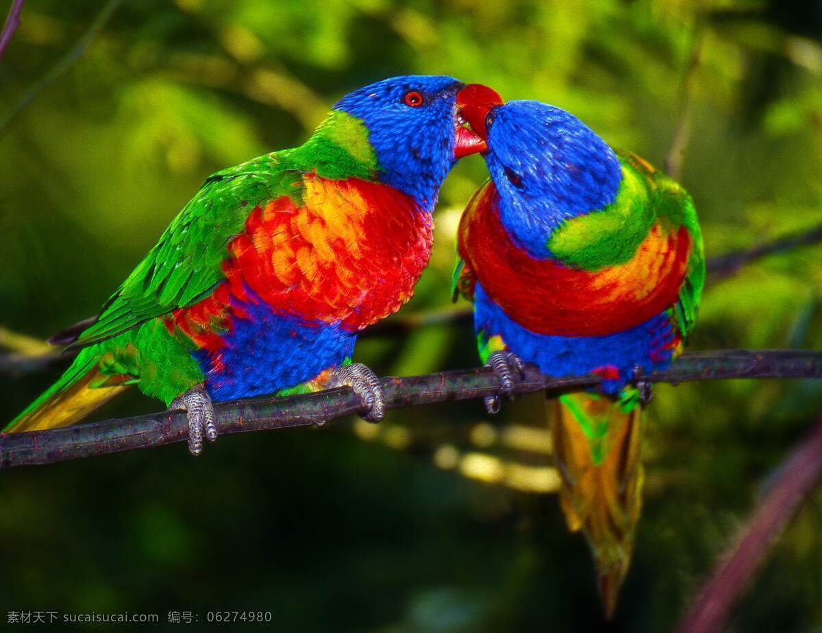 鹦鹉彩色 彩色鹦鹉 两只鹦鹉 树枝 绿色鹦鹉 蓝色鹦鹉 红色鹦鹉 生物世界 鸟类