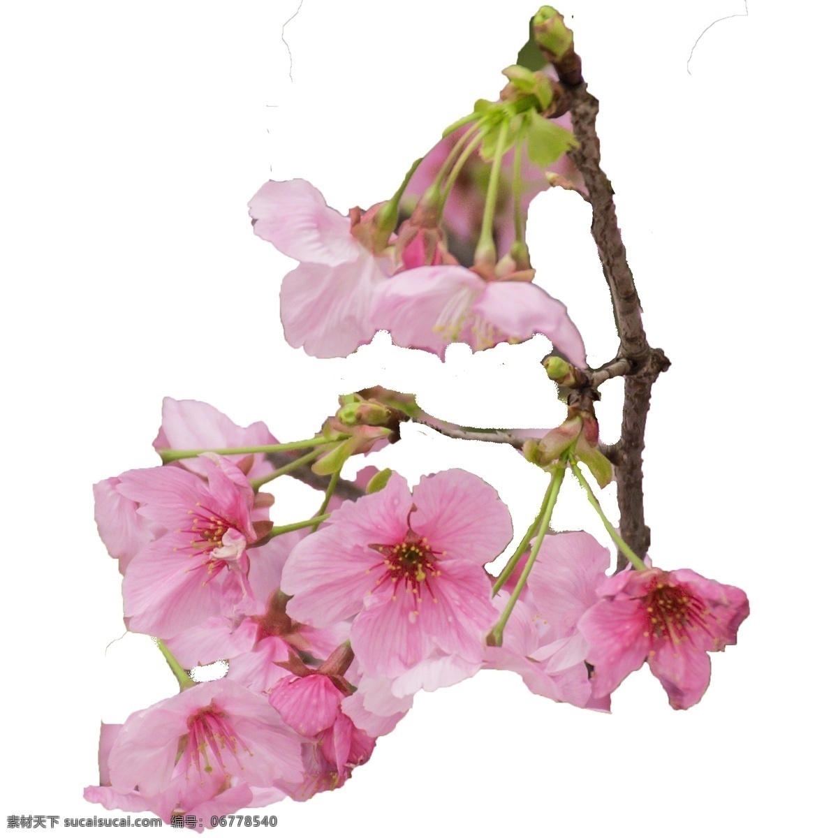春日 樱花 观赏 景色 粉色樱花 季节性植物 绿植 多朵 美丽樱花 春日景观 粉嫩