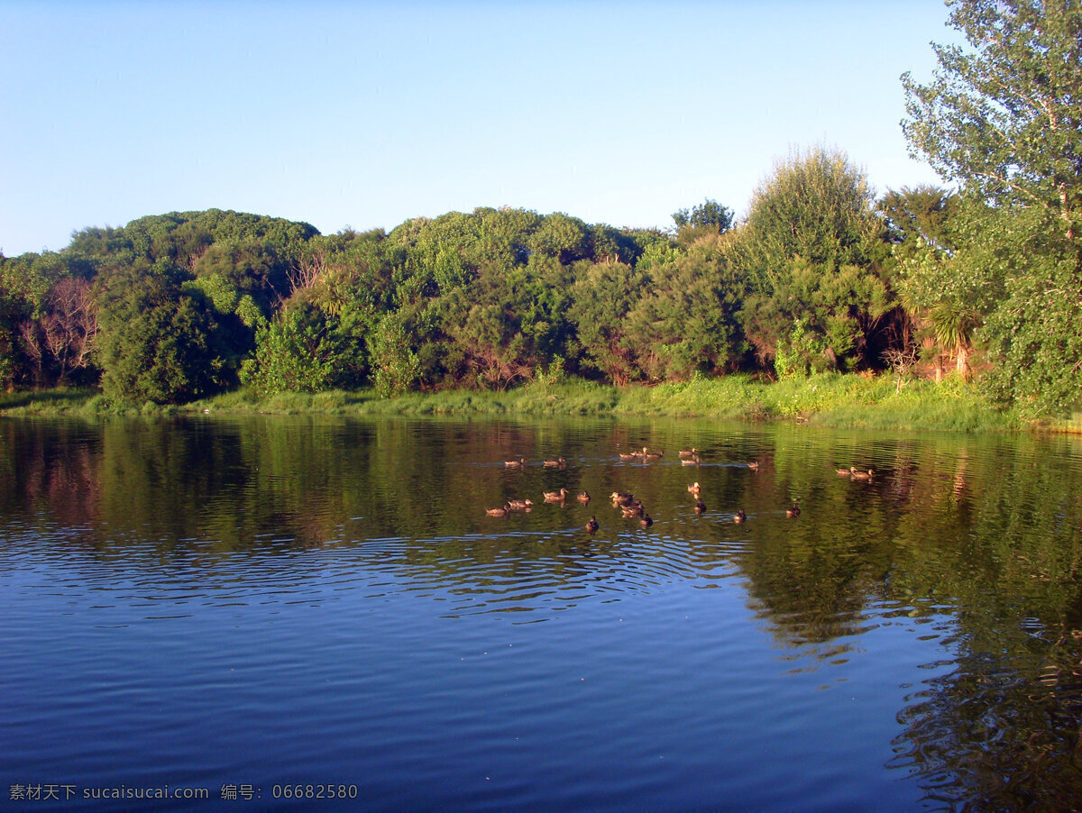 野鸭湖风景 野鸭湖 湖水 湖面 野鸭 群鸭 戏水 绿树 倒影 自然风景 自然景观 黑色