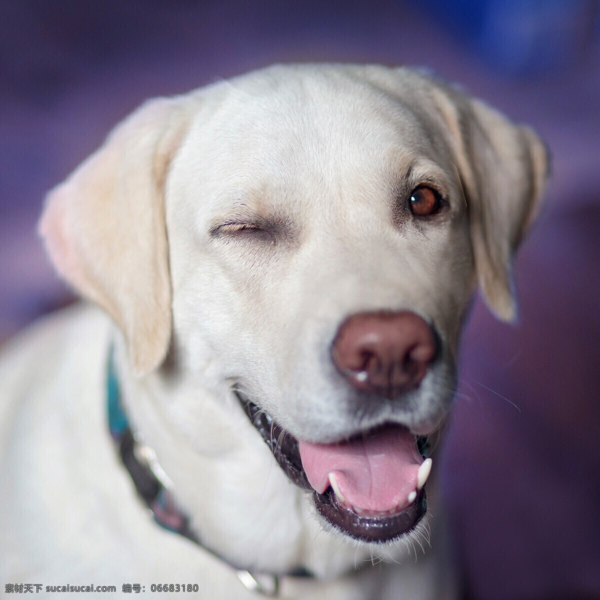 拉布拉多 微笑 狗狗 宠物 眯眼笑 生物世界 家禽家畜