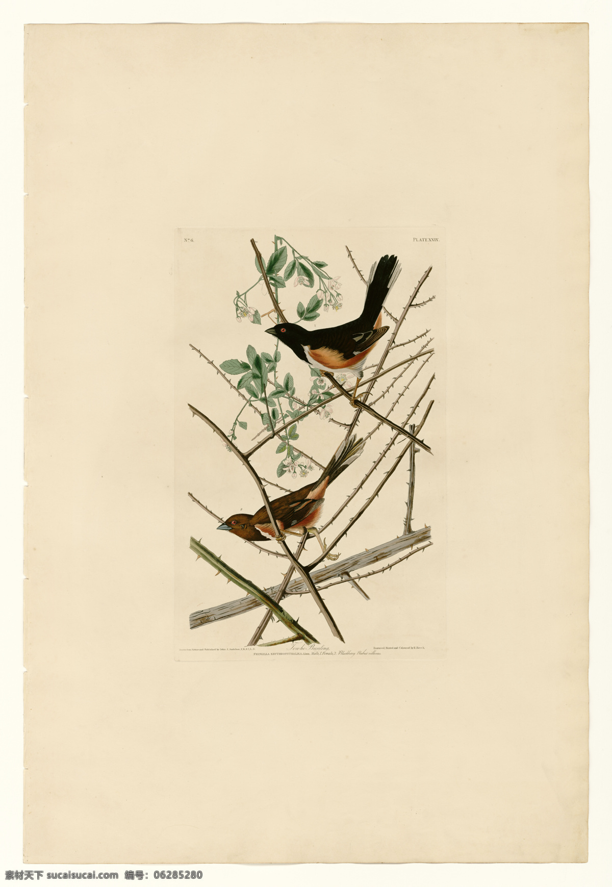 手繪小鳥 彩色插畫 手繪鳥類 鳥類太陽鳥 彩色手繪小鳥 亞洲鳥類 手繪 花鳥 鳥兒 鳥 高清 禽類 西方圖譜 蜂鳥 鳥類素材 繪畫 科普 繪畫書法 文化藝術(shù) 天堂鳥 生物世界 鳥類 無名小鳥 插圖 插畫 翅膀 手繪插畫 手繪小鳥插畫 鳥類插畫 裝飾畫 底紋邊框 背景底紋