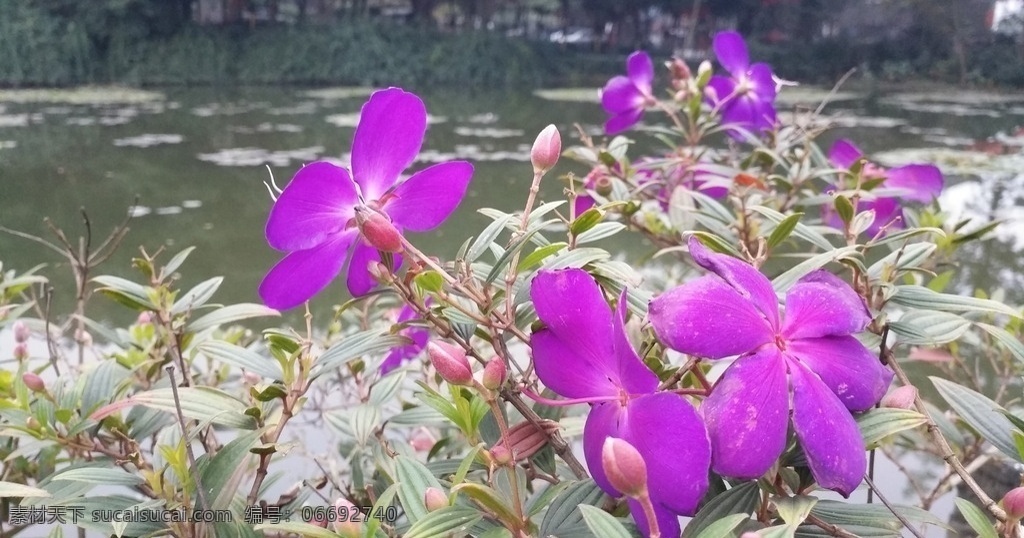巴西野牡丹 旅游 随拍 紫花野牡丹 艳紫野牡丹 植物 花草 刘家 花园 酒店 生物世界