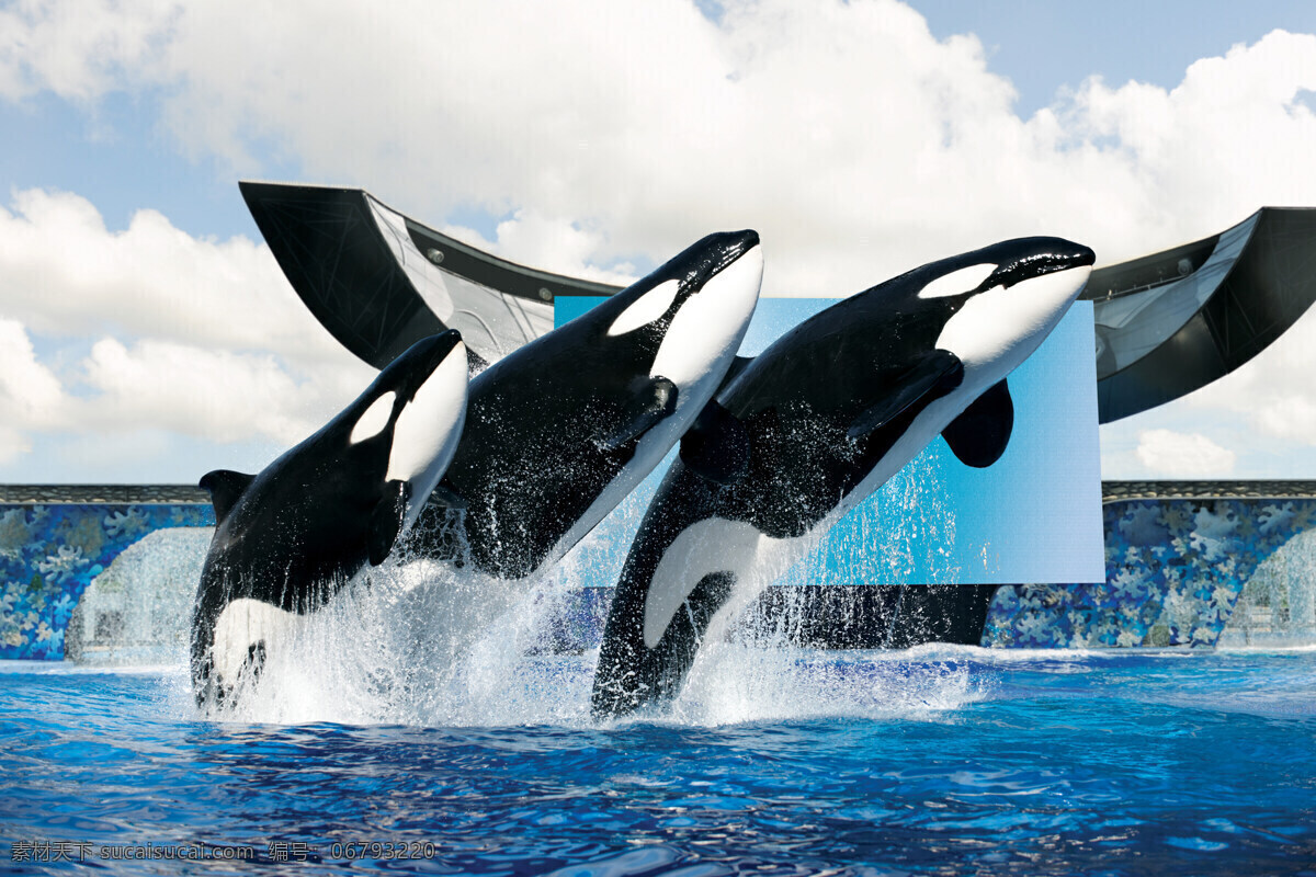 虎鲸 蓝天 大海 逆戟鲸 虎鲸表演 水族馆 跳出水面 生物世界 海洋生物