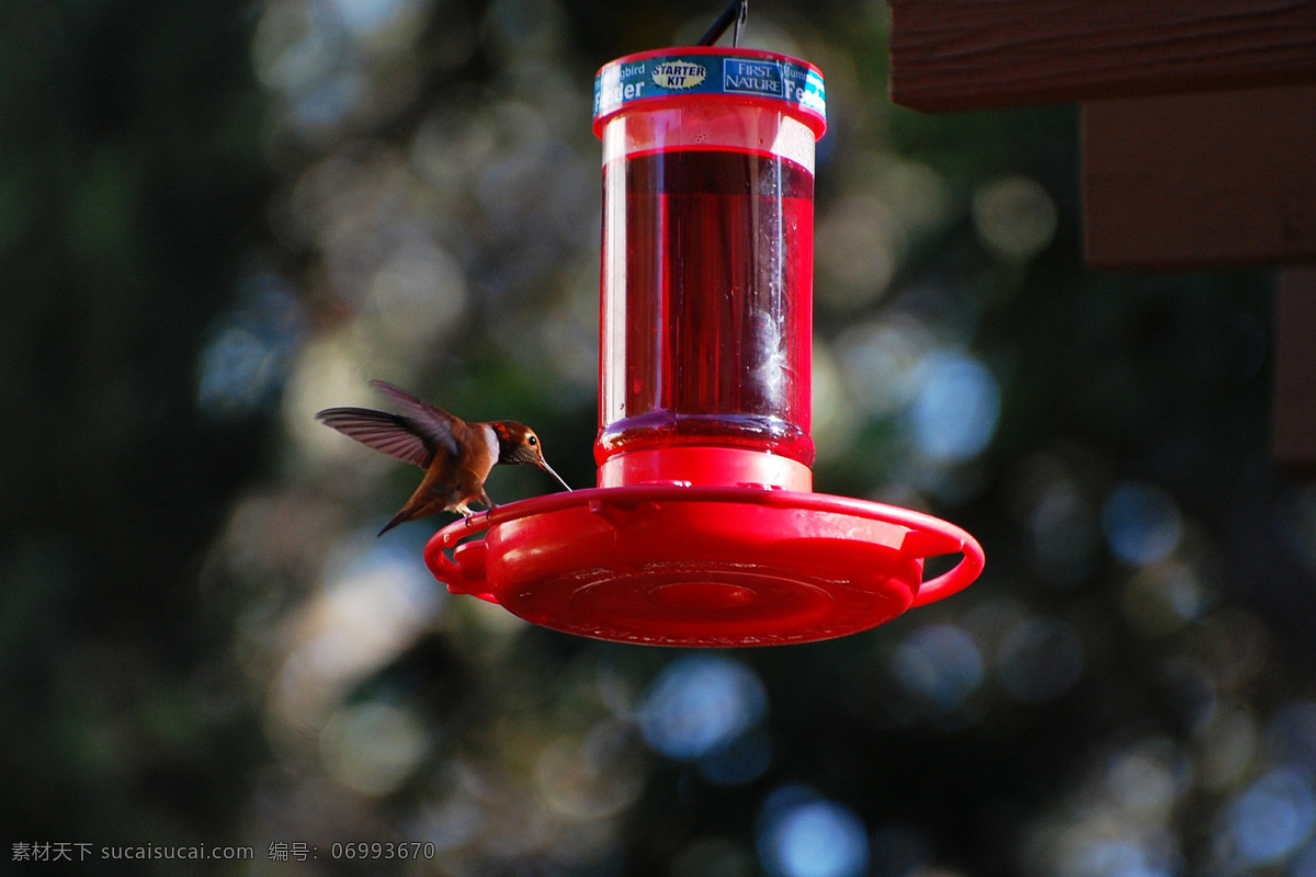 蜂鳥(niǎo)科 trochilidae 鳥(niǎo)類(lèi) 飛鳥(niǎo) 動(dòng)物