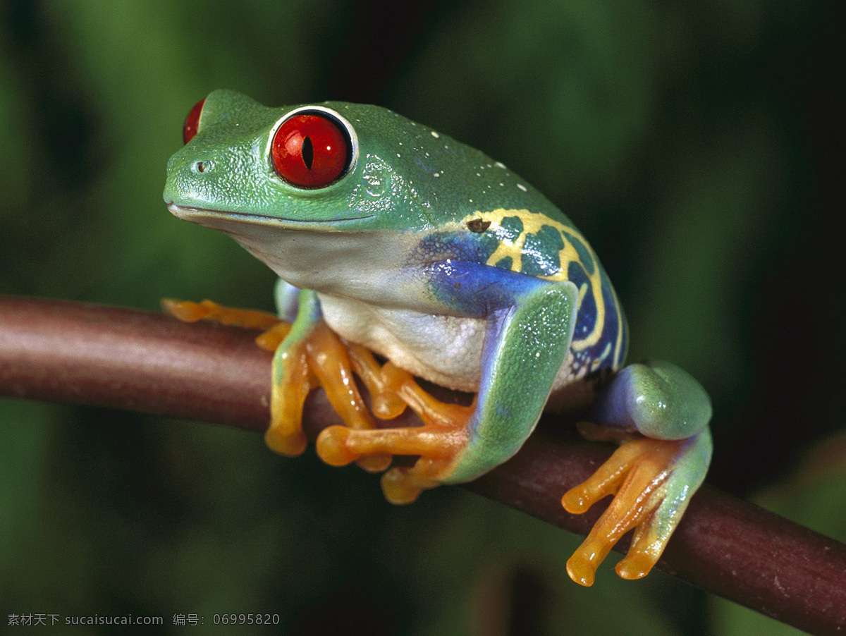 树蛙 生物世界 野生动物 高清动物 摄影图库 生物 世界