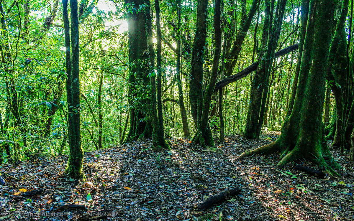 漂亮 热带雨林 风光 唯美 高清 森林 自然风光 风景 生物世界 树木树叶