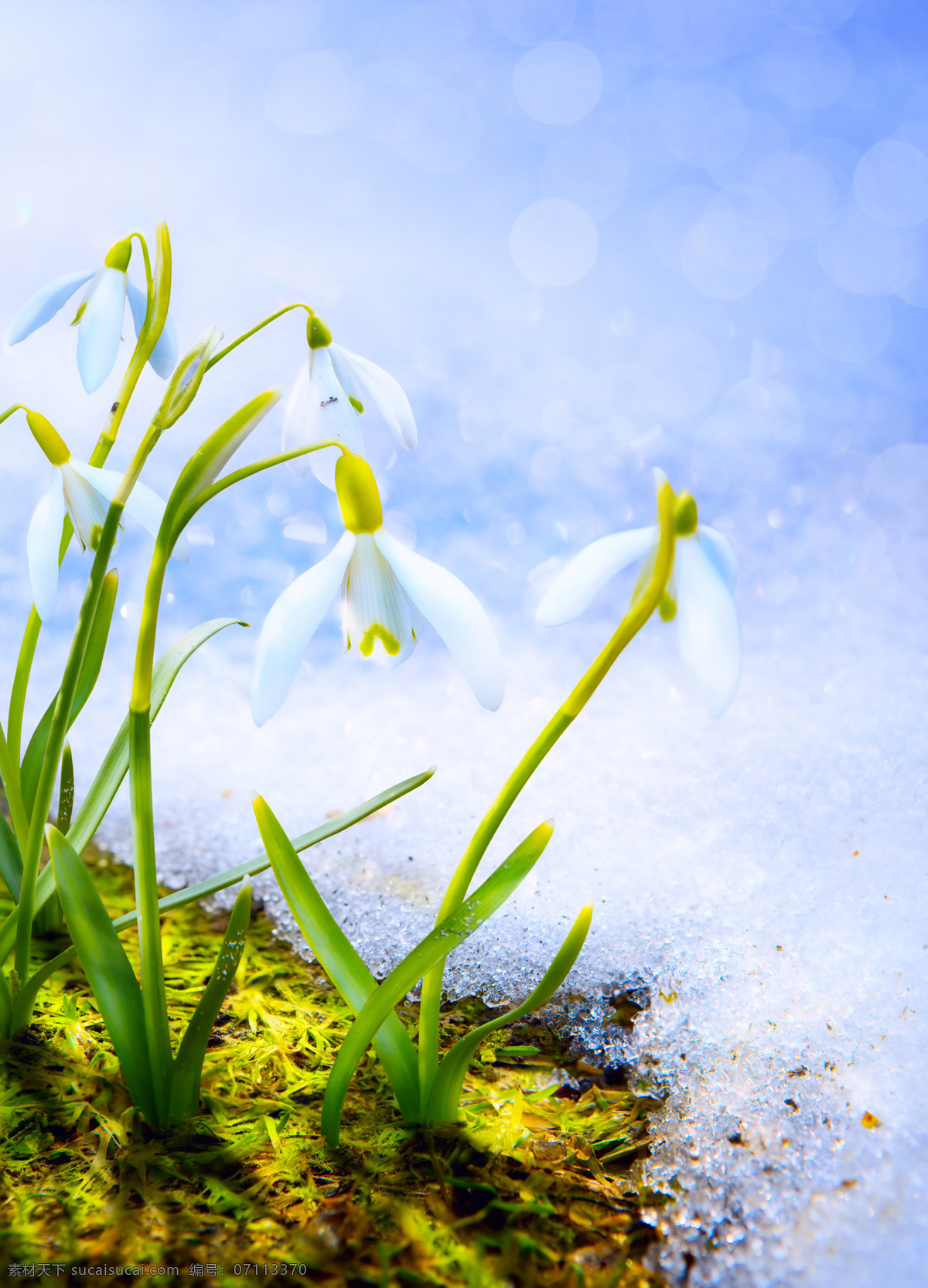 高清 冰雪 鲜花 冬天 白色 花朵 冬季
