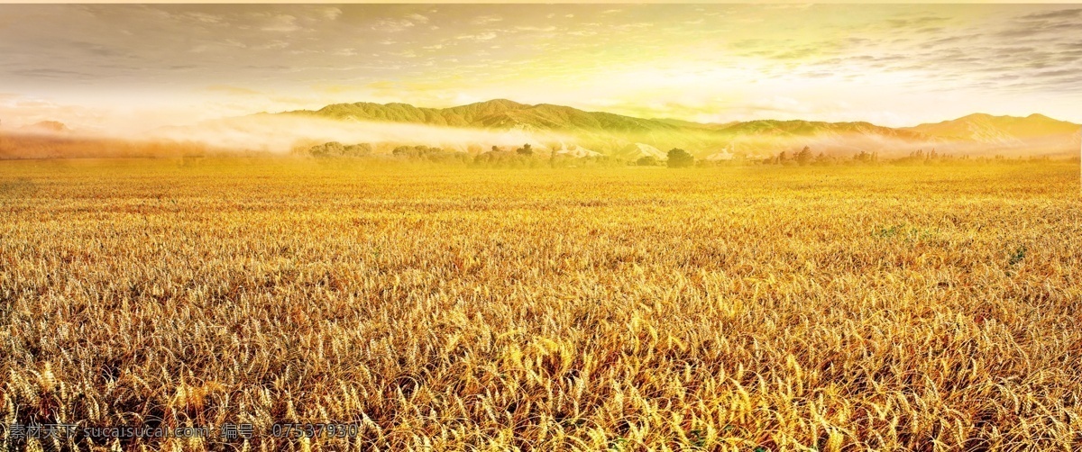 金色麦浪 金色 麦浪 日落 大地 丰收 麦穗 背景底图素材 自然景观 自然风光